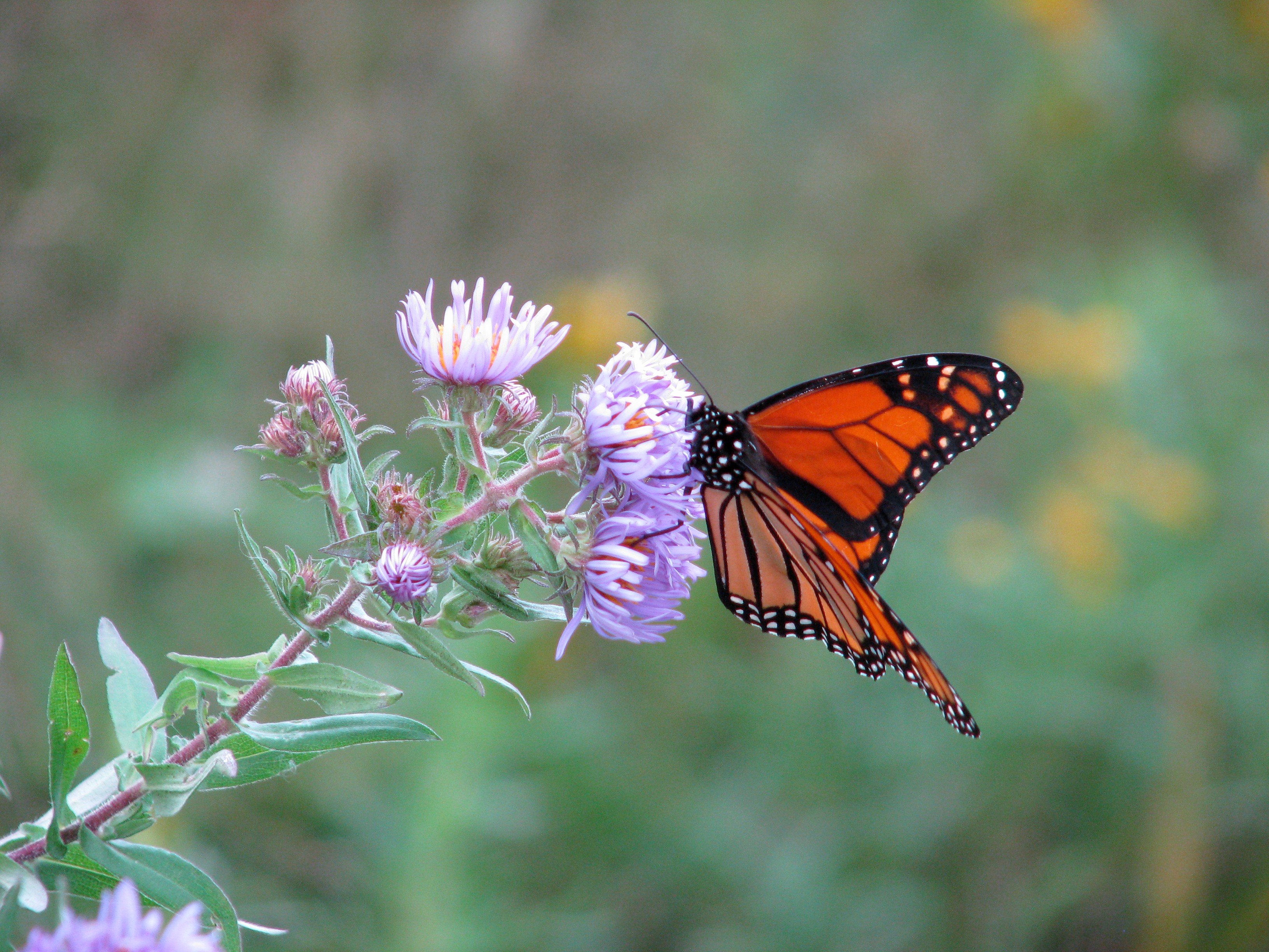 by Tracy Horvath by Tracy Horvath